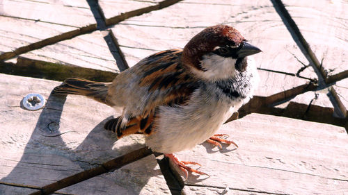 High angle view of bird perching on a tree