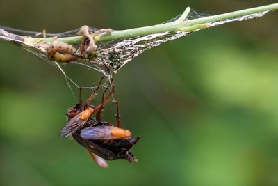 Close-up of insect on leaf