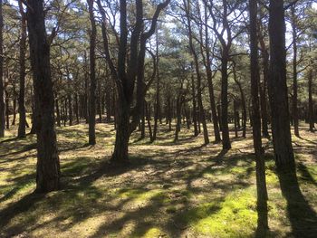 Trees in forest