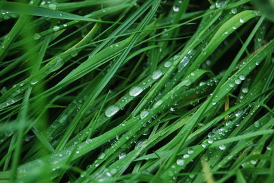 Full frame shot of wet grass