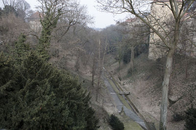 Scenic view of forest
