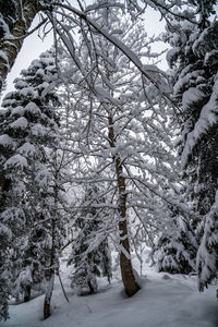 Snow covered trees in forest