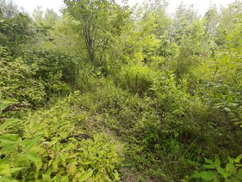 Scenic view of forest