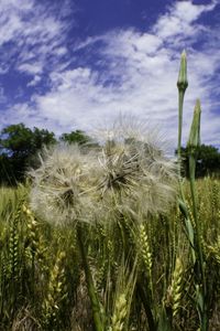 Plants growing on field