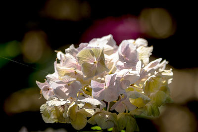 Close-up of flowers