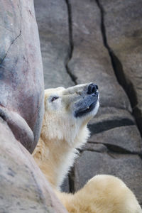 Polar bear hiding behind a rock