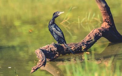 Bird on tree stump