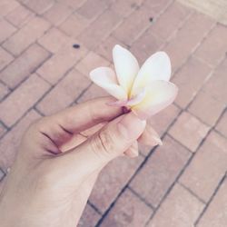 Close-up of cropped hand holding frangipani on street