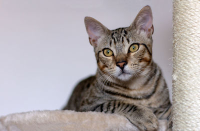 Close-up portrait of tabby cat