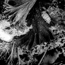 Close-up of wet tree