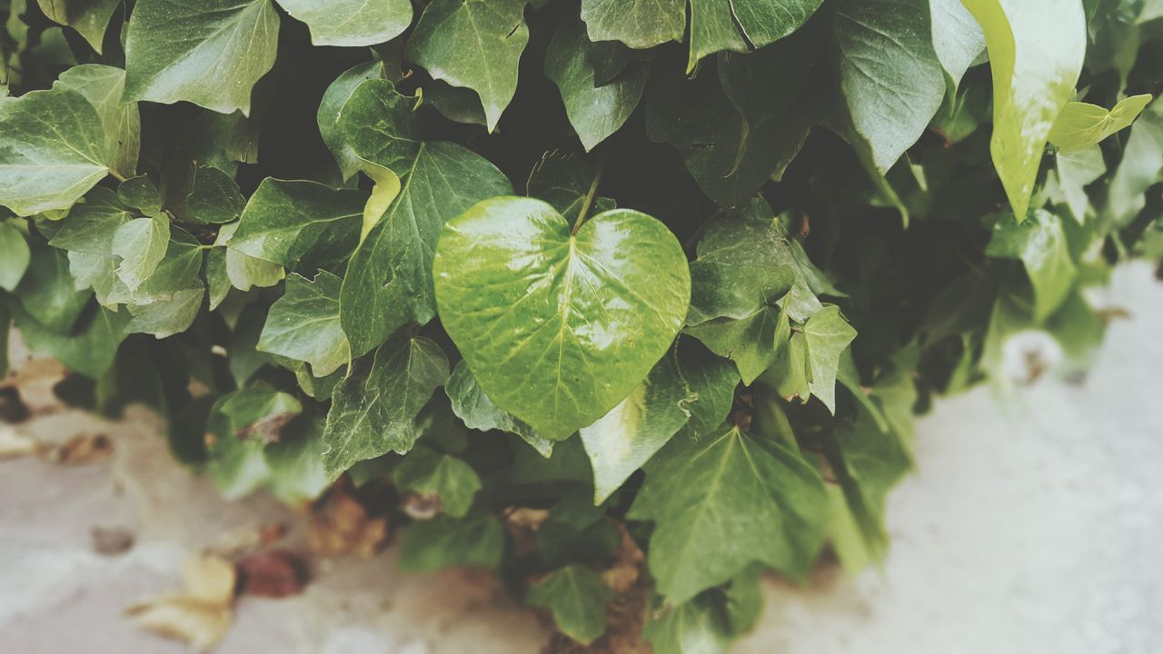 leaf, growth, nature, green color, plant, close-up, no people, beauty in nature, freshness, outdoors, fragility, day, tree