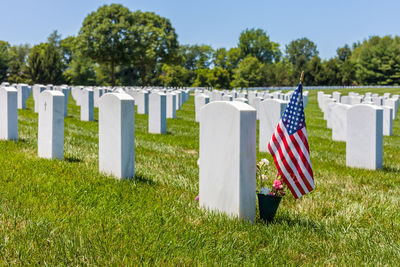 Row of flags on field