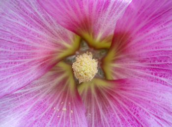 Full frame shot of pink flowering plant