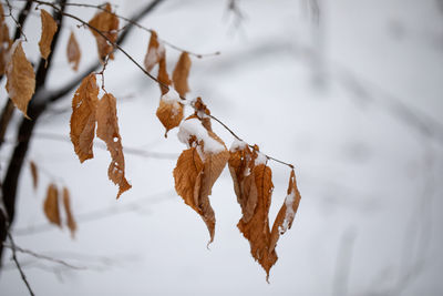 Close-up of dry leaves hanging on tree during winter