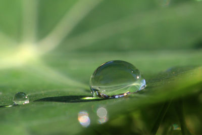 Close-up of raindrops on leaf