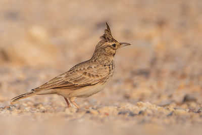 Close-up of bird perching on a land