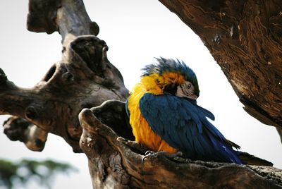 Close-up of parrot perching on tree trunk