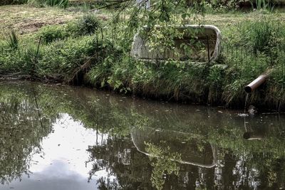 Reflection of trees in water