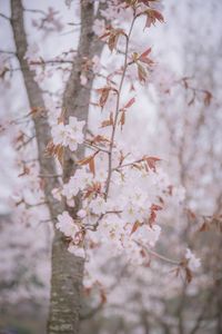 Close-up of cherry blossom tree