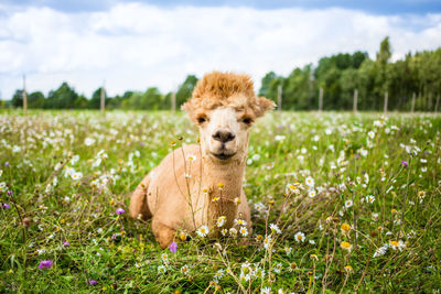 Portrait of dog on field