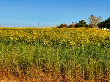 Scenic view of oilseed rape field against sky