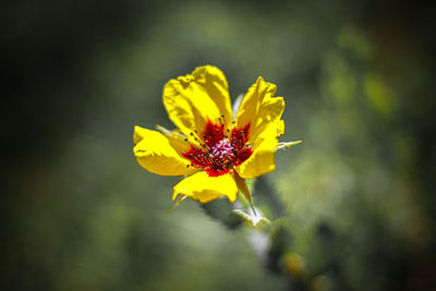 yellow