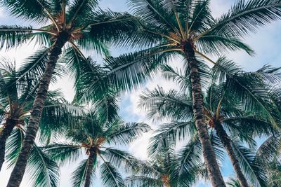 Low angle view of palm trees against sky