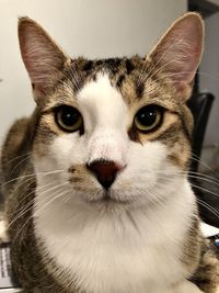 Close-up portrait of a cat