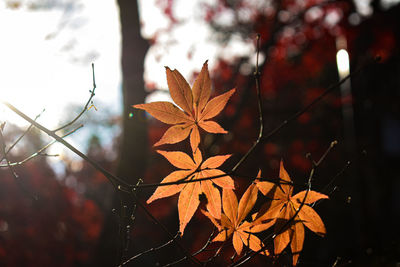 Close-up of maple leaves against blurred background