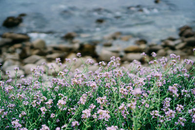 Close-up of flowers blooming in pond