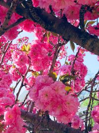 Close-up of pink cherry blossoms in spring