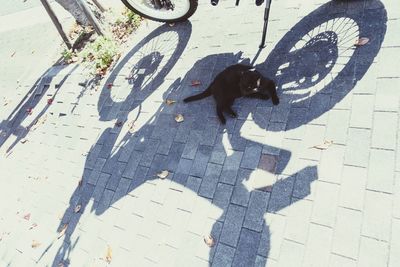 High angle view of dog on footpath