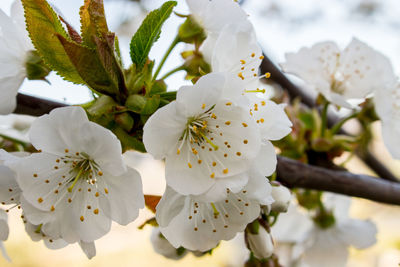 Close-up of white cherry blossom tree