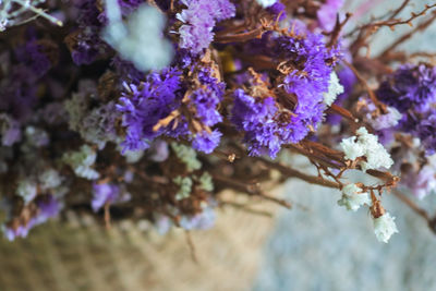 Close-up of purple flowering plants