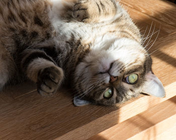 Portrait of cat lying on bed
