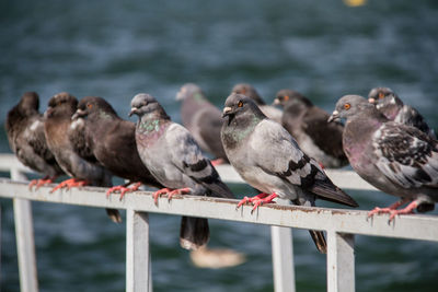 Close-up of birds perching on railing against sea