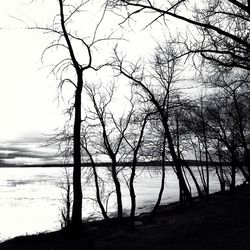 Silhouette of bare trees by lake