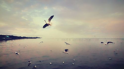 Seagulls flying over sea against sky