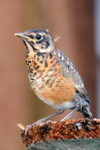 Side view of bird