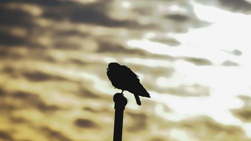 Low angle view of bird perching outdoors