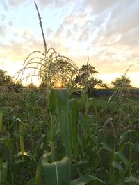 Scenic view of field against sky during sunset