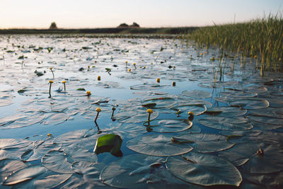 Lotus water lily in lake against sky