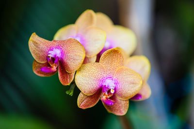 Closeup of one of the beautiful colombian orchids.