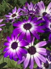 Close-up of purple flower
