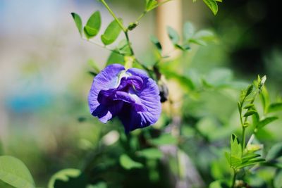 Close-up of purple flower blooming outdoors