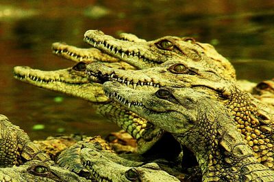 Close-up of crocodile in water