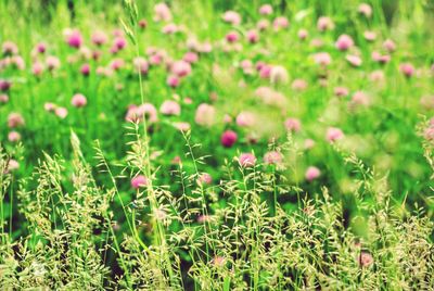 Plants growing on field