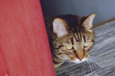 Close-up portrait of tabby cat