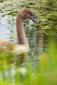 Swan swimming in lake