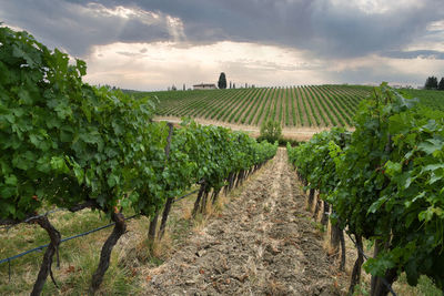 Scenic view of vineyard against sky